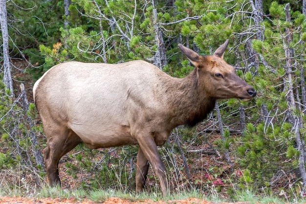 Elk or Wapiti Cervus canadensis by the roadside