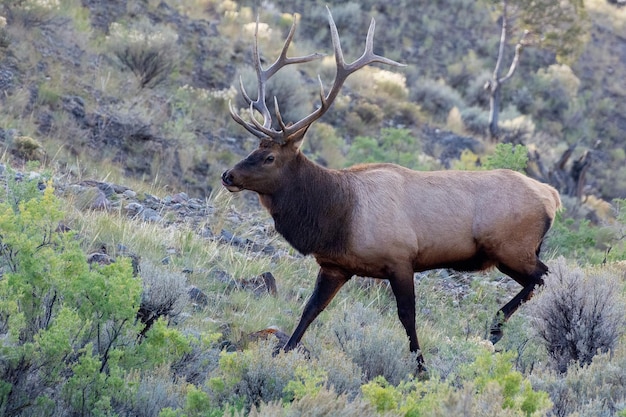 Elk or Wapiti Cervus canadensis walking through scrubland in Yellowstone