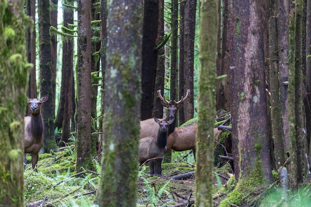 Elk