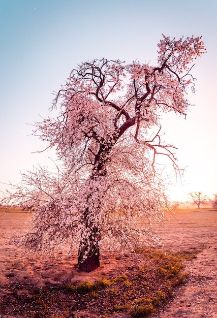 Elongated almond blossom in the field with a clear sky at sunset