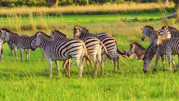 Embark on a mesmerizing journey through the captivating wonders of Caprivi Game Park