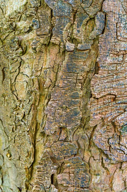 Photo embossed creative texture of tree bark brown tree bark closeup with green moss on it horizontal photo of the texture of old tree bark