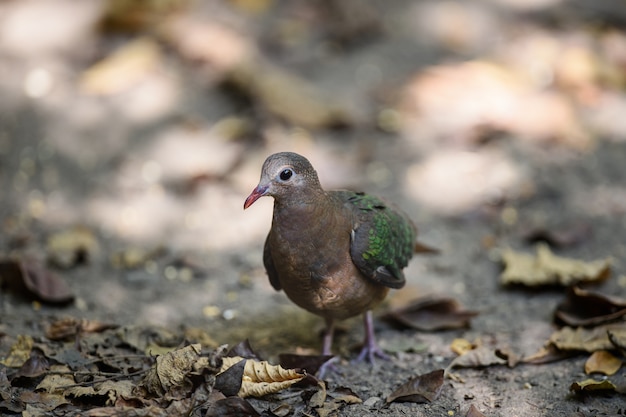 Emeral Dove (Ptilinopus jumbu) standing on ground