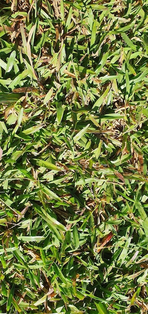 Emerald Blades The Allure of Green Bellet Grass