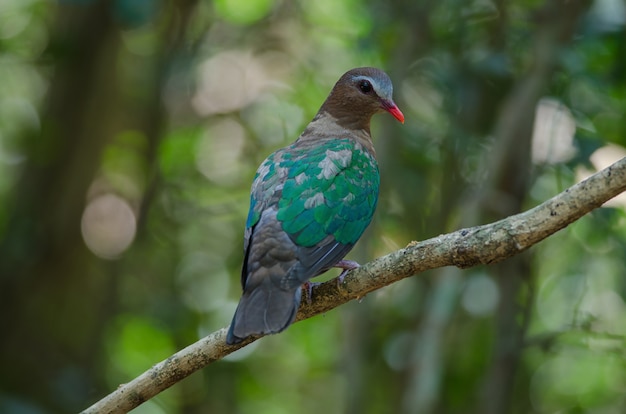 Emerald dove or Green Pigeon