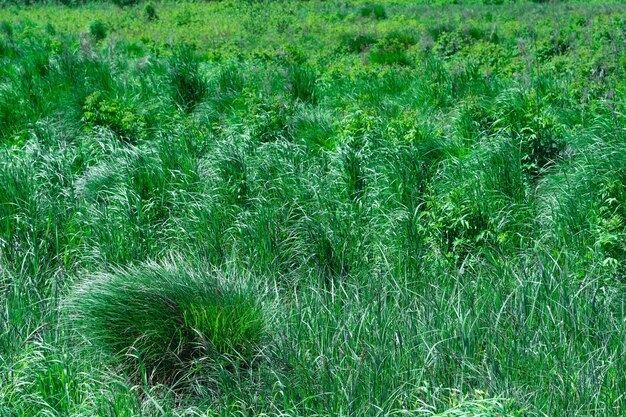 Emerald green fenmeadow with green grass sedges on a clear day