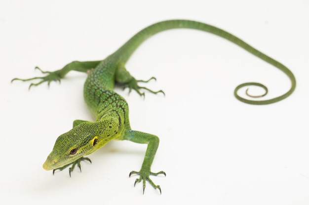 The emerald green tree monitor lizard (Varanus prasinus) isolated on white background