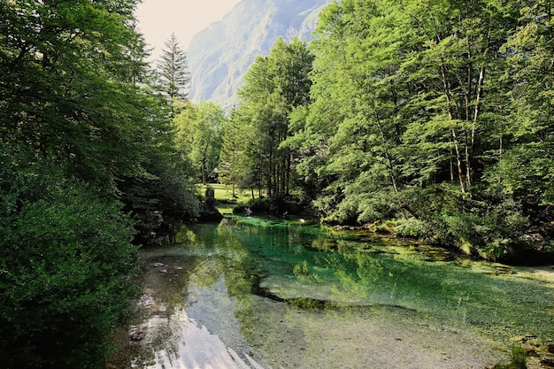 Emerald green water of the river Sava Bohinjka in Julian Alps Ukanc Slovenia