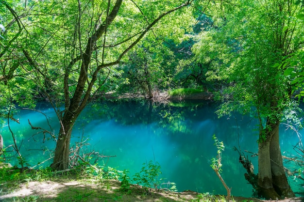 Emerald lagoon in a wild scenic forest