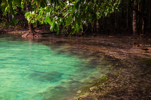 Emerald pool at Krabi, Thailand