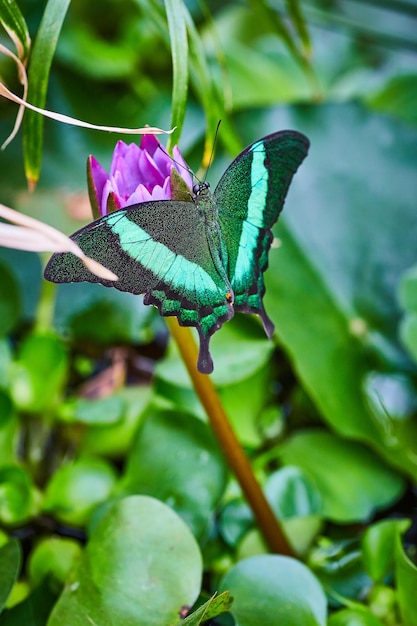 Emerald Swallowtail butterfly on purple flower with green plants and water below