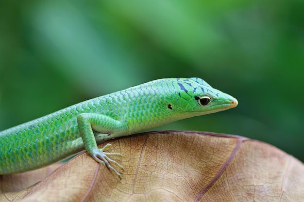 Emerald tree skink on dry leaves reptile closeup