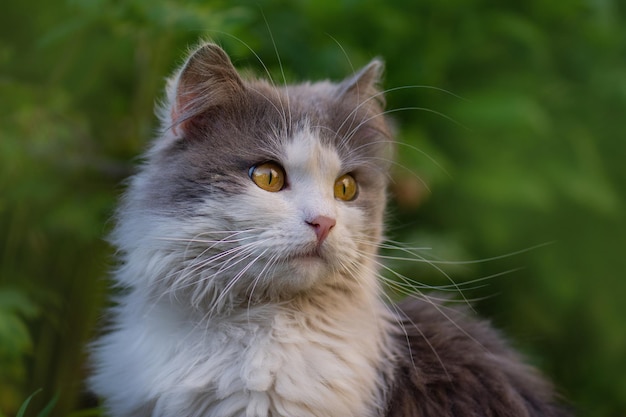 Emotional pet having fun outdoor Pet happiness concept Crop of trendy cat portrait Crop image of cat face with beautiful eyes