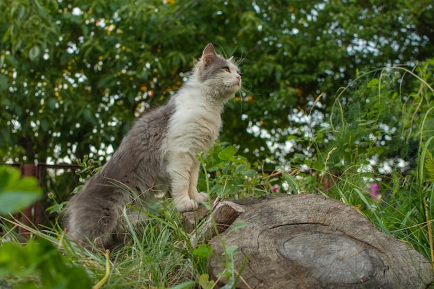 Emotional pet having fun outdoor. Pet happiness concept. Crop of trendy cat portrait. Crop image of cat face with beautiful eyes.