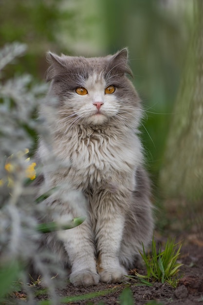 Emotional spring cat portrait Cute cat sit in a sunny summer garden Spring cat portrait Cat enjoying the sunny spring weather