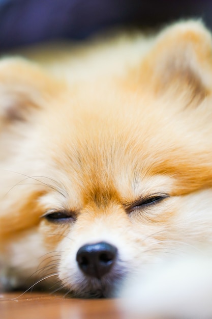 Emotional support animal concept. Sleeping Pomeranian dog in floor.