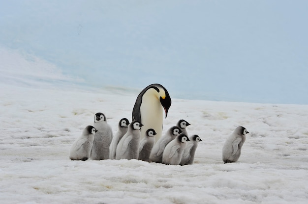 Photo emperor penguins with chicks