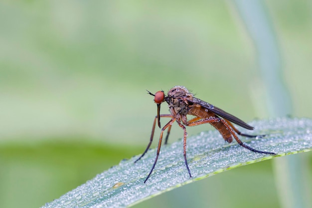 Empididae are a family of flies They are basically predatory flies