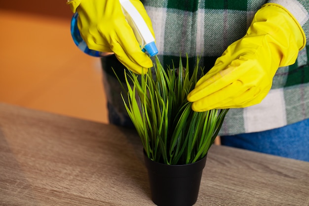 An employee of a cleaning company cleans the office and takes care of the plants