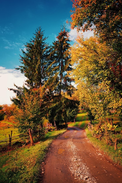 Empty country road between autumn trees Artistic processing