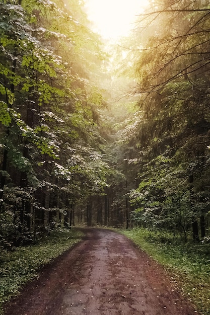 Empty dirt road in forest after rain