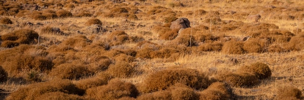 Empty foliage floor at sunset