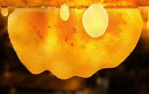 Empty fresh honeycombs Abstract natural background close up