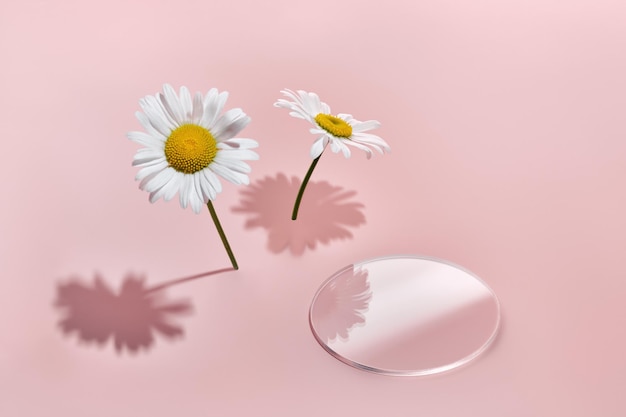 Empty glass podium slide and chamomile flowers on pink background Creative mockup for cosmetic beauty products