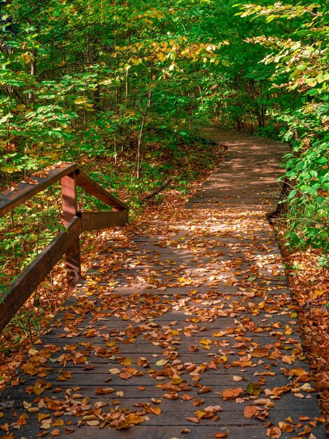 Empty green ecological path in autumn, view from the top down. Moscow.