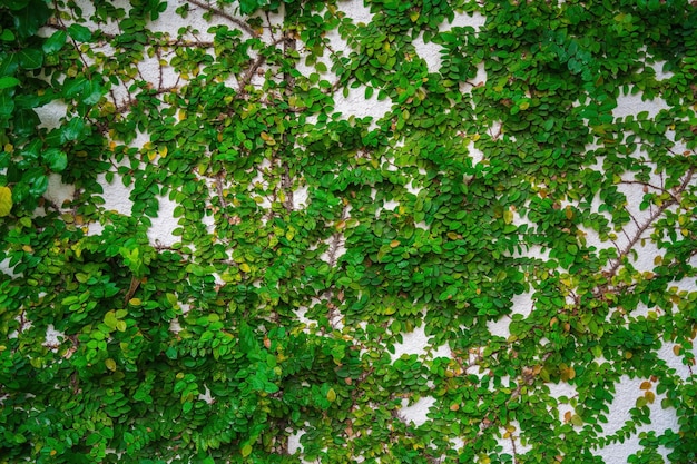 Empty green grass wall frame as background Tree branch with green leaves and grass on white brick wall background