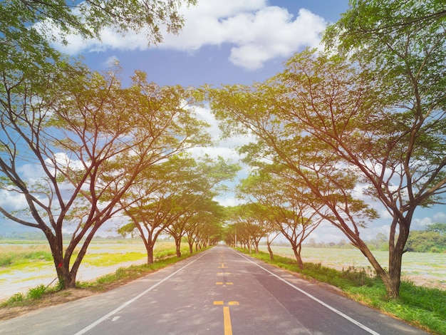 Empty highway road among rubber tree with sunbeam,empty way with copy space for background.