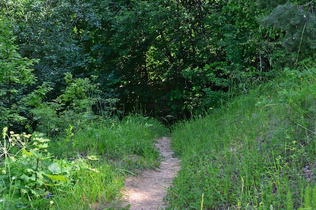 empty hiking trail in the forest with green trees in shadow