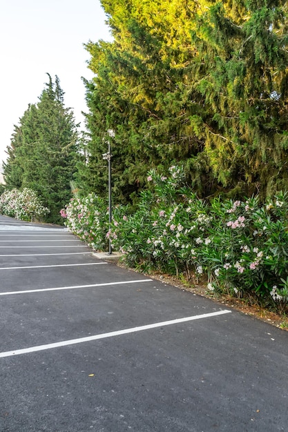 Empty parking for cars in the park