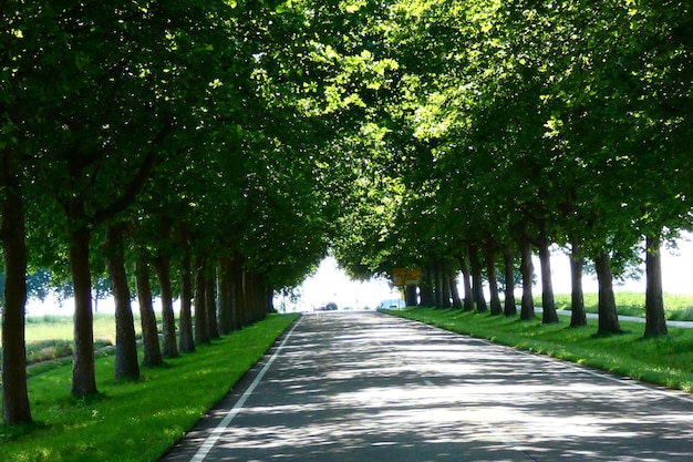 Photo empty road along trees in park