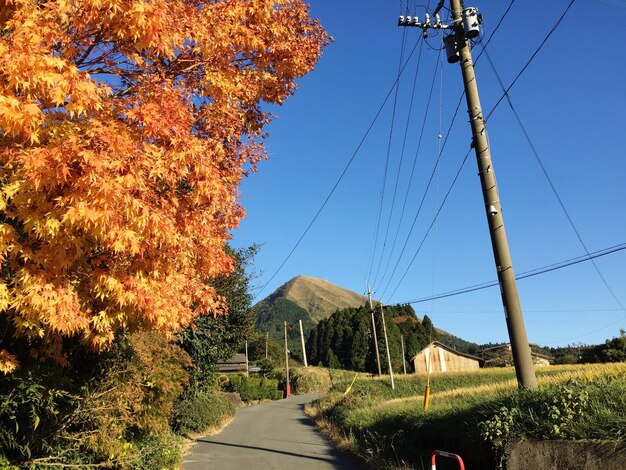 Photo empty road along trees