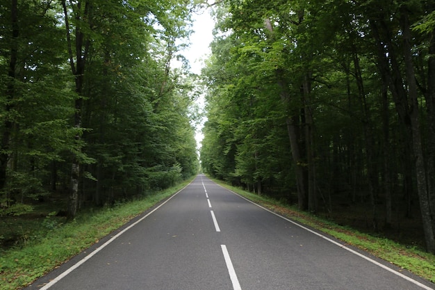 empty road in the middle of the forest