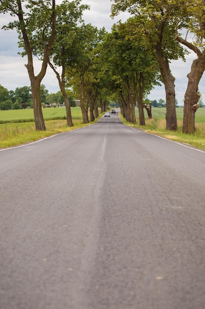 Empty rural road between fields of wheatxA