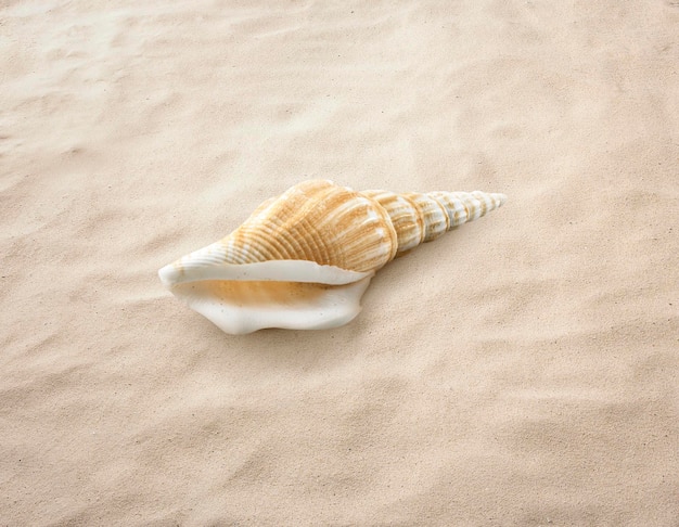 Empty seashell isolated on the sand beach sea