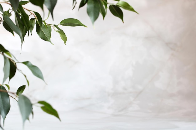 Empty space and ficus leaves natural background