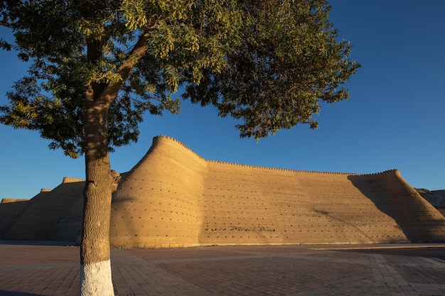 Empty square around ancient heritage monumental Ark Citadel with tree at sunrise Bukhara Uzbekistan