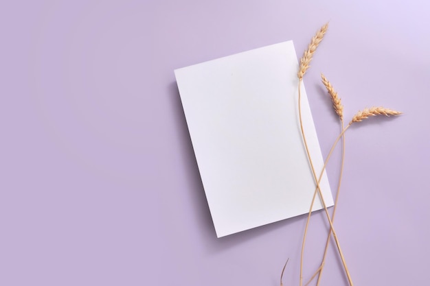 Empty white paper with a place for writing on a lilac background and ears of wheat next to it