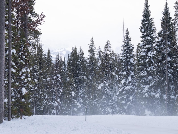 Empty winter road in the Great Teton national park.