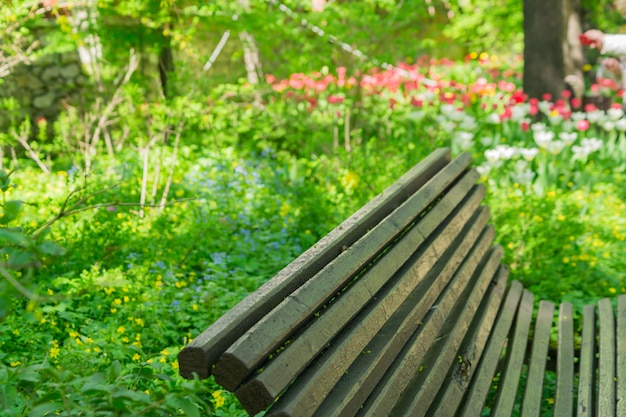 Empty wooden bench in blooming park in spring