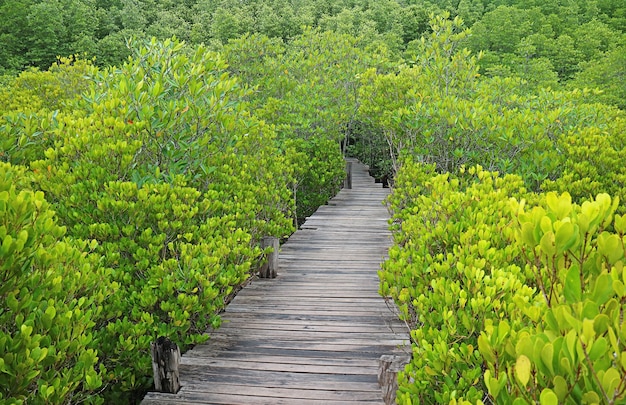 Empty wooden boardwalk among the vibrant green mangrove