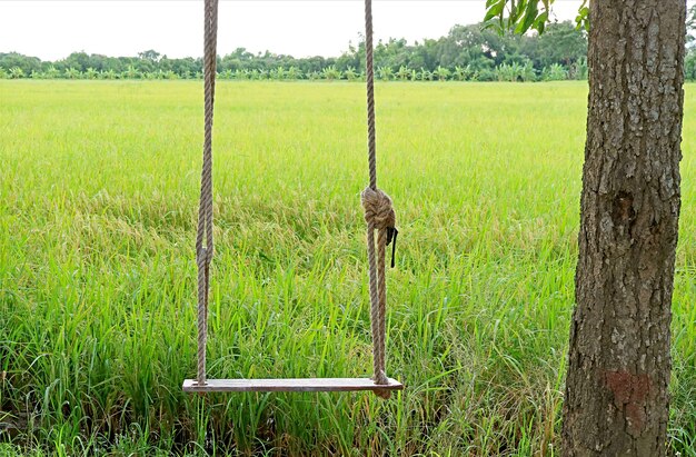 Photo empty wooden swing with ripening paddy fields in the backdrop