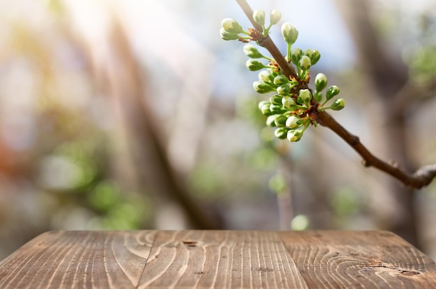 Empty wooden table with blooming fruit tree branch on background