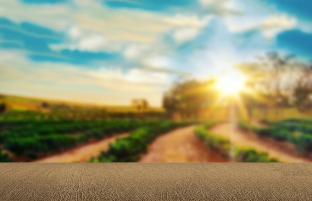 Empty wooden table with view of coffee plantation or wooden desk with farm bokeh background Space for text