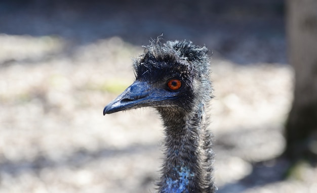 Emu bird portrait