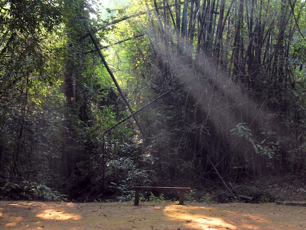 Enchanted Summer Morning Forrest