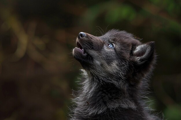 An enchanting moment frozen in time as a wolf pup generative ai